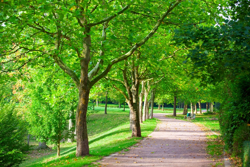 Spazierweg Im Park Spazierweg im Park, gesäumt mit grünen Bäumen