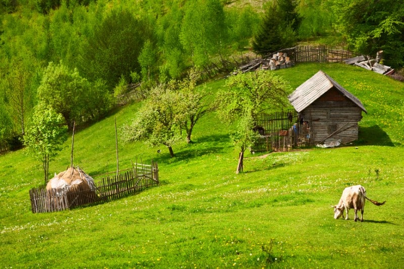 Hügelige Landschaft mit grüner Wiese, Bäumen, Kühen und Berghütte